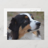 Loveable Australian Shepherd Postkarte (Vorne/Hinten)