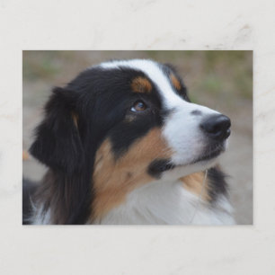 Loveable Australian Shepherd Postkarte