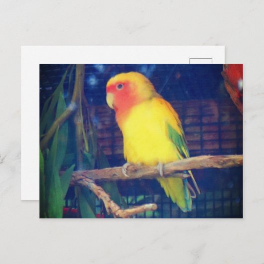 Lovebird #1 postkarte (Vorne/Hinten)