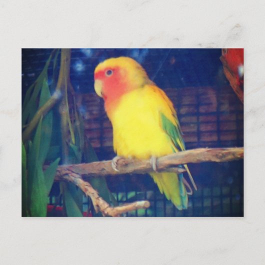 Lovebird #1 postkarte (Vorderseite)