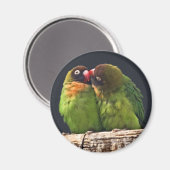 Lovebird Kiss Magner Magnet (Vorderseite/Rückseite)