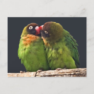 Lovebird Kiss Postcard Postkarte