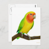 Lovebird Postcard Postkarte (Vorne/Hinten)