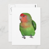 Lovebird Postkarte (Vorne/Hinten)