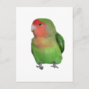 Lovebird Postkarte