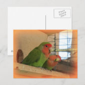 Lovebirds Postcard Postkarte (Vorne/Hinten)