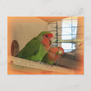 Lovebirds Postcard Postkarte