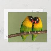 Lovebirds Postkarte (Vorne/Hinten)