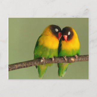 Lovebirds Postkarte