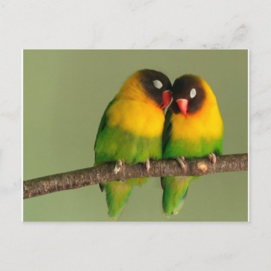 Lovebirds Postkarte (Vorderseite)