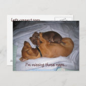 loveis, I'm missing those naps... Postkarte (Vorne/Hinten)