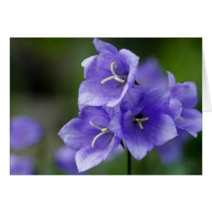 Lovely Bellflower Campanula