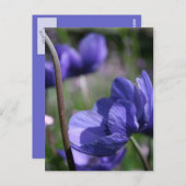 Lovely Blue Anemones Postkarte (Vorne/Hinten)