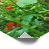 LOVELY BLUME POSTER RED POPPIES (Ecke)