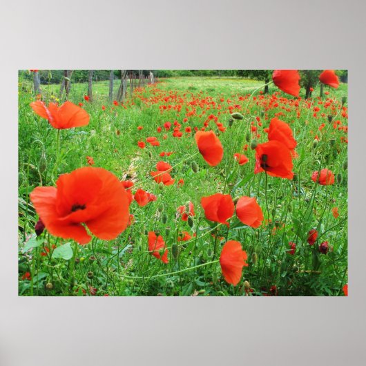 LOVELY BLUME POSTER RED POPPIES (Vorne)