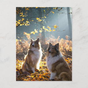 Lovely Collie Dog Postkarte