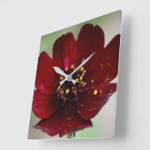 Lovely Coloured Chocolate Cosmos Flower  Quadratische Wanduhr (Winkel)