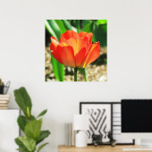 Lovely Coral Tulip Poster (Heimbüro)