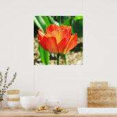 Lovely Coral Tulip Poster (Küche)
