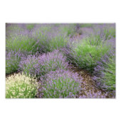 Lovely Lavender Fotodruck (Vorne)
