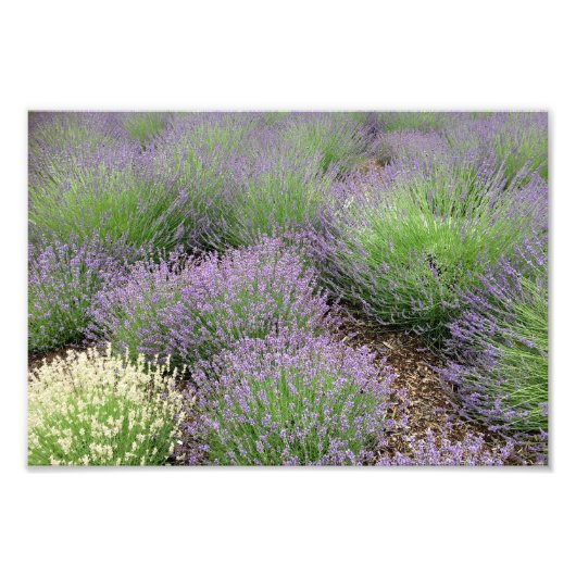 Lovely Lavender Fotodruck (Vorne)