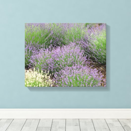Lovely Lavender Leinwanddruck (Insitu (Holzboden))
