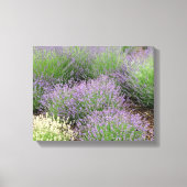 Lovely Lavender Leinwanddruck (Vorderseite)