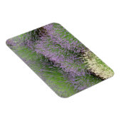 Lovely Lavender Magnet (Rechte Seite)
