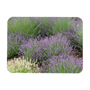Lovely Lavender Magnet