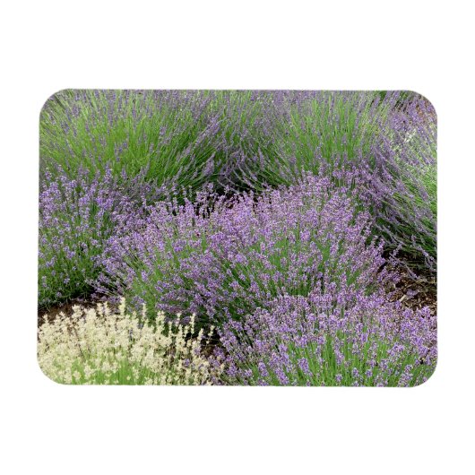 Lovely Lavender Magnet (Horizontal)