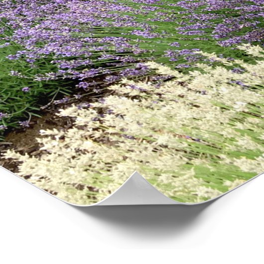 Lovely Lavender Poster (Ecke)