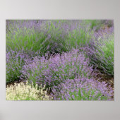 Lovely Lavender Poster (Vorne)