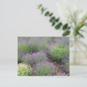 Lovely Lavender Postkarte (Stehend Vorderseite)