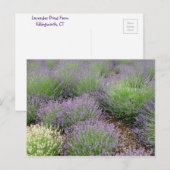 Lovely Lavender Postkarte (Vorne/Hinten)