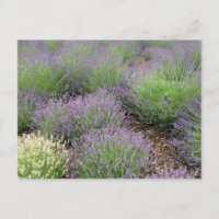 Lovely Lavender