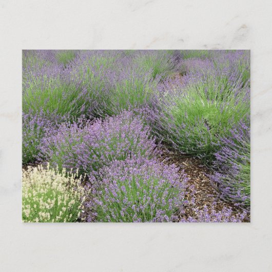 Lovely Lavender Postkarte (Vorderseite)