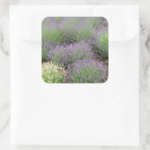 Lovely Lavender Quadratischer Aufkleber (Tasche)
