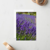 Lovely Lavender Row Mitteilungskarte (Vorderseite/Rückseite Beispiel)