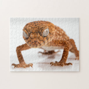 Lovely Lizard Glaring Gecko Foto Puzzle