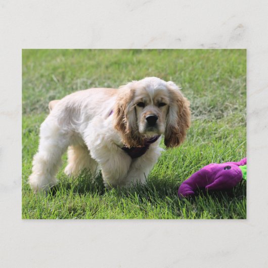 Lovely Luna Postkarte (Vorderseite)