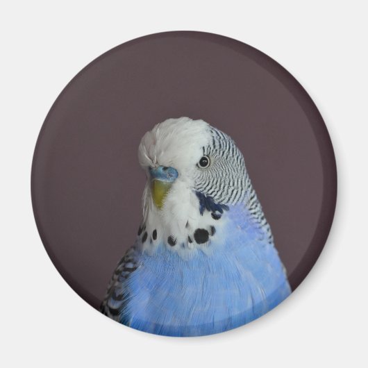 Lovely Macro Budgie Bird Magnet (Vorne)