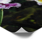 Lovely Orchid, cattleya-hybrid, cattleya (trianae  Poster (Ecke)