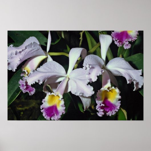 Lovely Orchid, cattleya-hybrid, cattleya (trianae  Poster (Vorne)