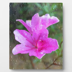 Lovely pink garden flowers with rain drops. floral fotoplatte