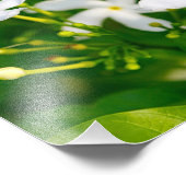 Lovely Pinwheel Jasmine Fotodruck (Ecke)