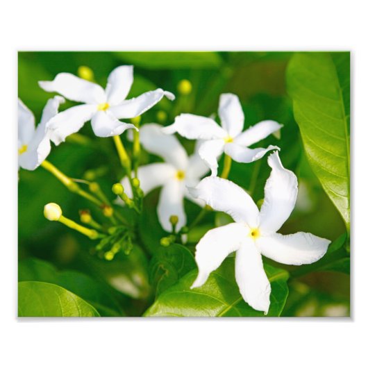 Lovely Pinwheel Jasmine Fotodruck (Vorne)