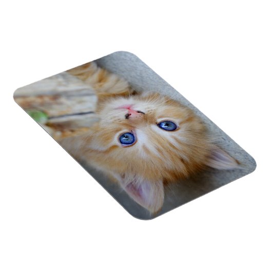 Lovely Red Tabby Kitten Magnet (Rechte Seite)