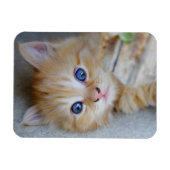 Lovely Red Tabby Kitten Magnet (Horizontal)