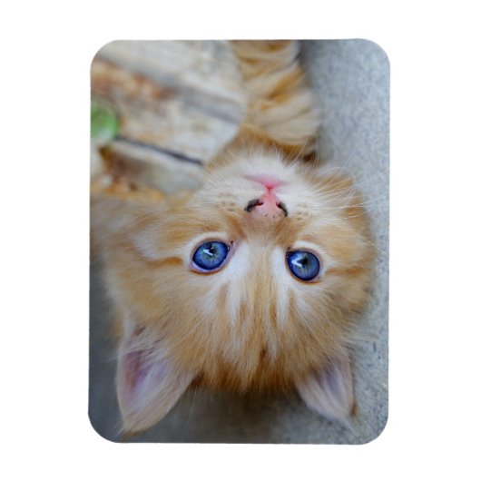 Lovely Red Tabby Kitten Magnet (Vertikal)
