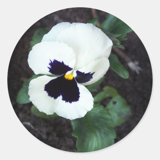 Lovely White Pansy Runder Aufkleber (Vorderseite)